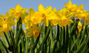 Daffodils