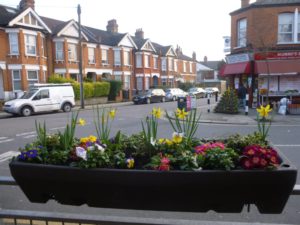 Spring flowers Newton Road