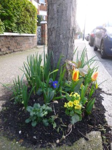 Tree planting Spring