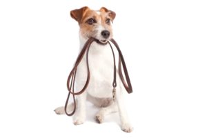 isolated jack russell terrier holding leather leach over white background