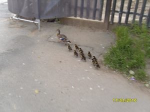 DUCKS