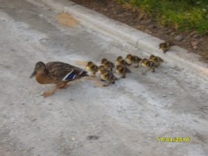 DUCKS2